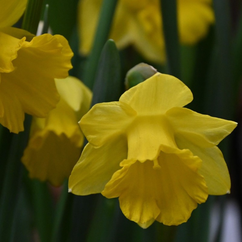 Narcissus pseudonarcissus subsp. obvallaris