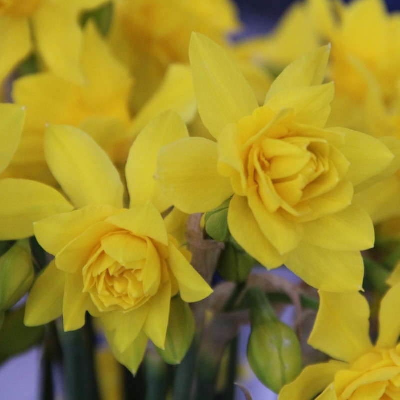 Narcissus x odorus 'Plenus'