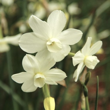 Narcissus 'Petrel'