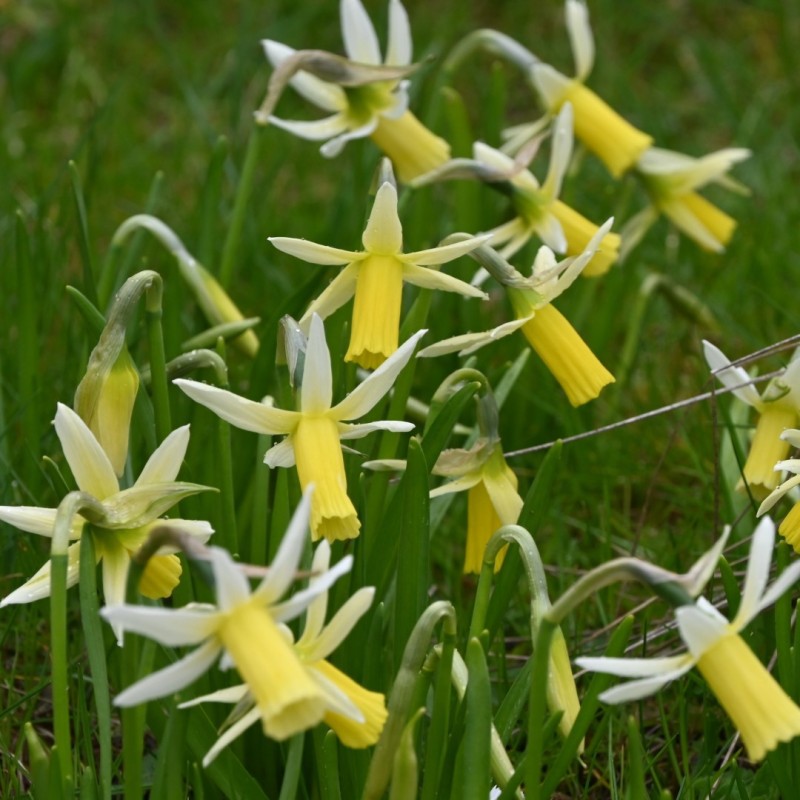 Narcissus 'Snipe'