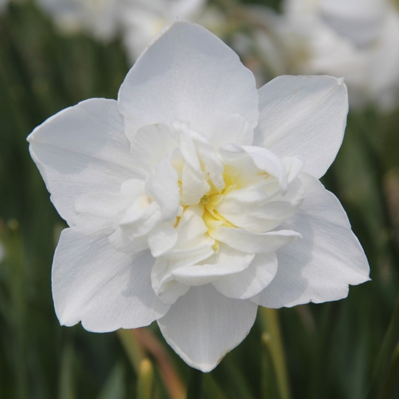 Narcissus 'Snowball'