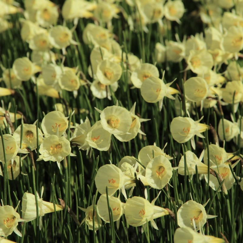 Narcissus 'Spoirot'
