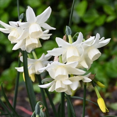 Narcissus 'Starlight Sensation'