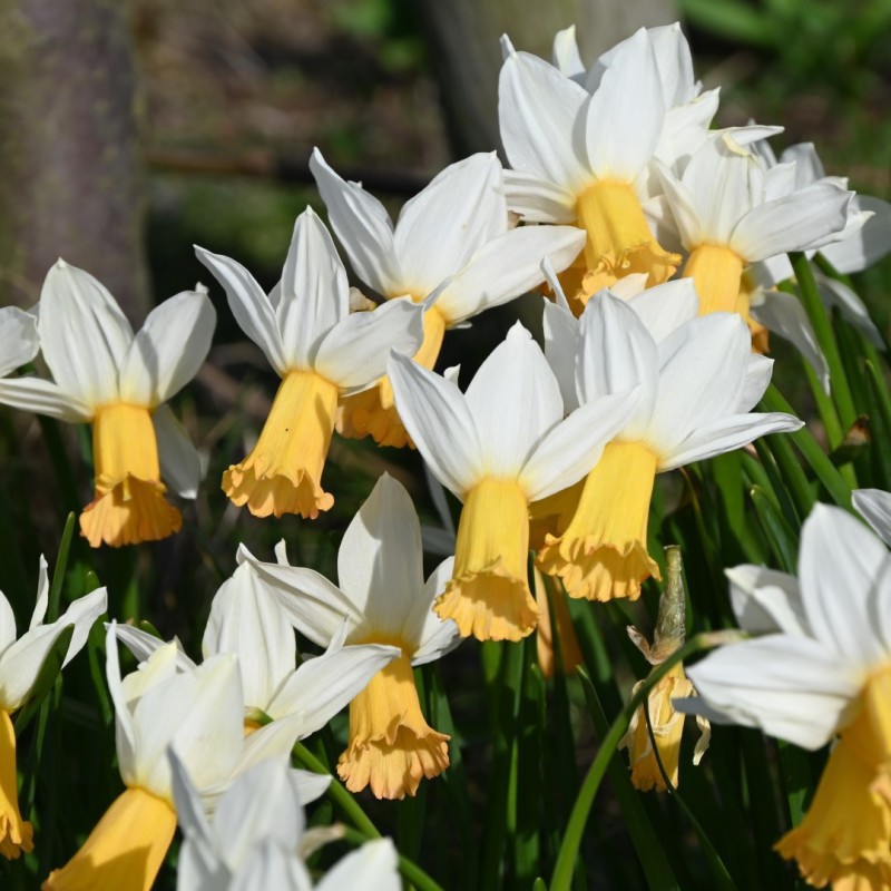 Narcissus 'Winter Waltz'