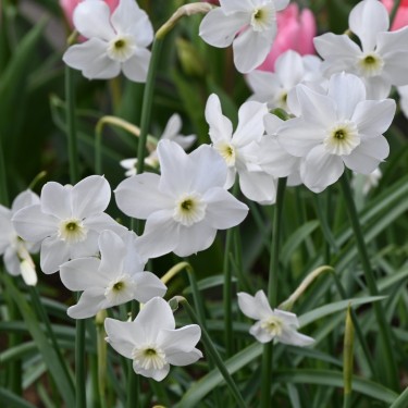 Narcissus 'Xit'