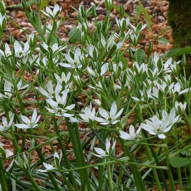 Ornithogalum umbellatum