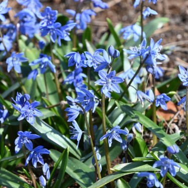 Scilla melaina