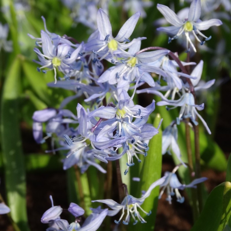 Scilla mesopotamica