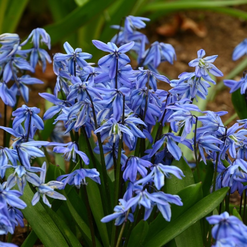 Scilla siberica