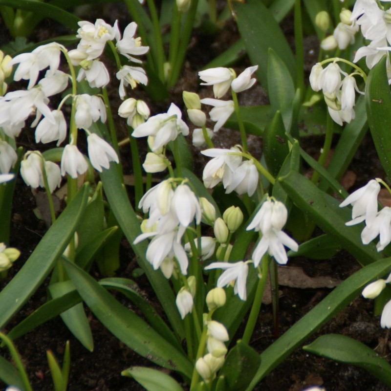 Scilla siberica 'Alba'