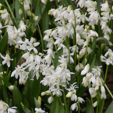 Scilla siberica 'Alba'