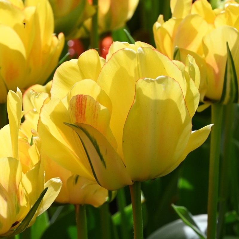 Tulipa 'Akebono'