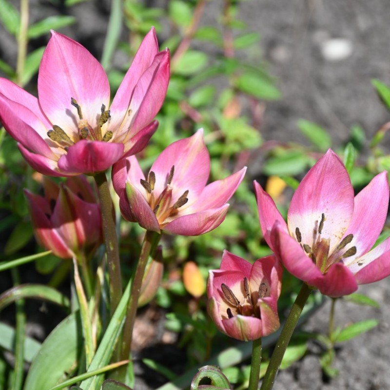 Tulipa aucheriana