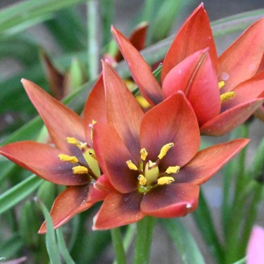 Tulipa aucheriana 'Mara'