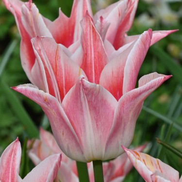 Tulipa 'Ballade Lady'