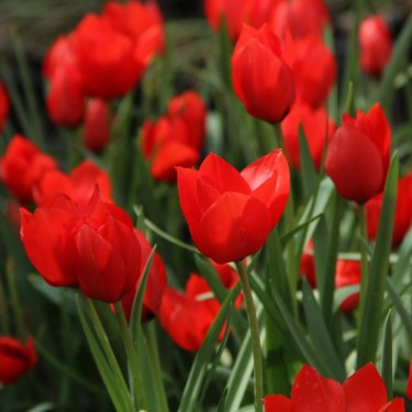 Tulipa batalinii 'Red Hunter'