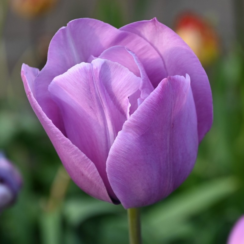Tulipa 'Bleu Aimable'