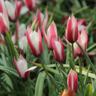 Tulipa clusiana 'Lady Jane'