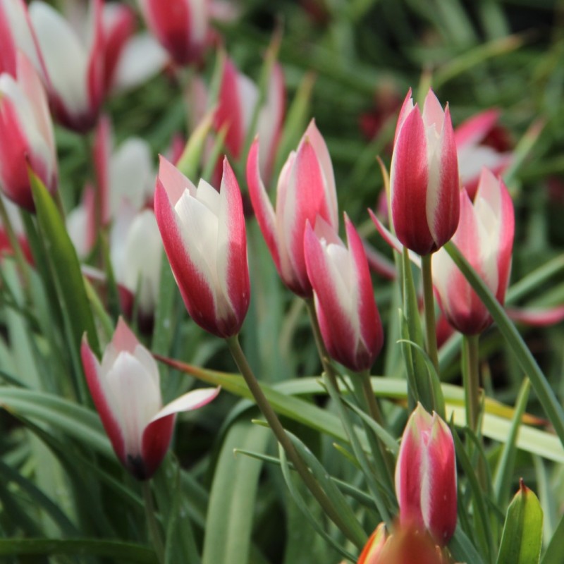 Tulipa clusiana 'Lady Jane'