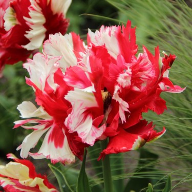 Tulipa 'Estella Rijnveld'