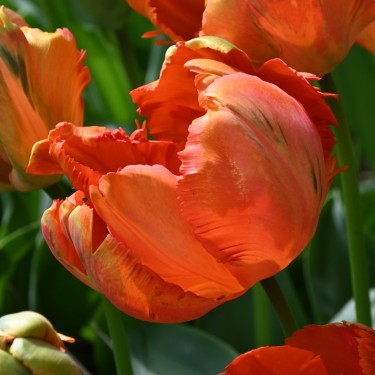 Tulipa 'Flower Power'