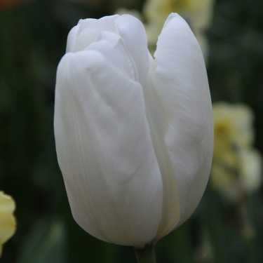 Tulipa 'Hakuun'