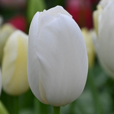 Tulipa 'Maureen'