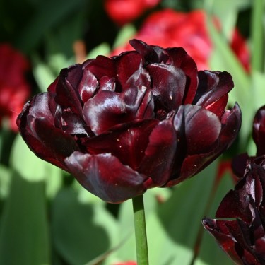 Tulipa 'Palmyra'