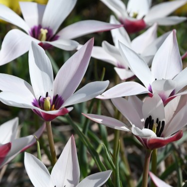 Tulipa clusiana 'Peppermintstick'