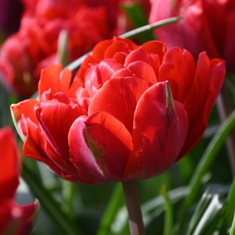 Tulipa 'Red Princess'