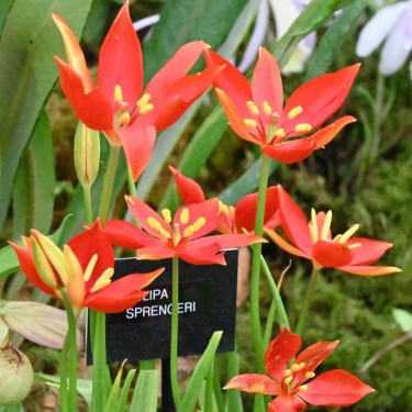 Tulipa sprengeri