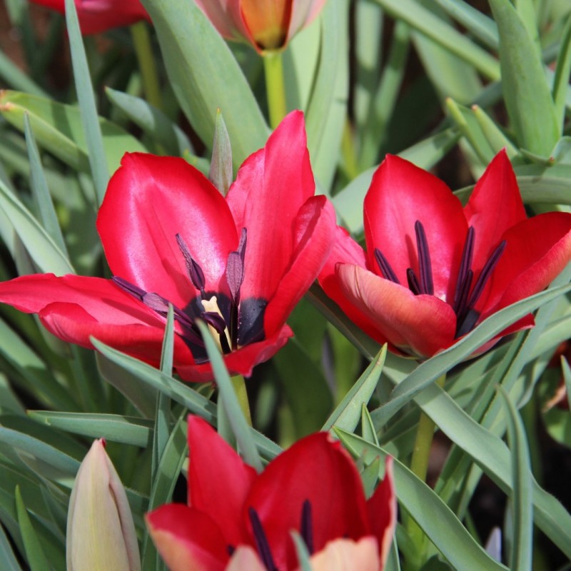 Tulipa stapfii