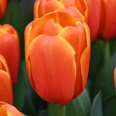 Tulipa 'Triple A'