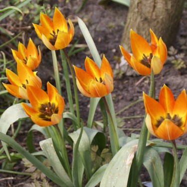 Tulipa whittallii