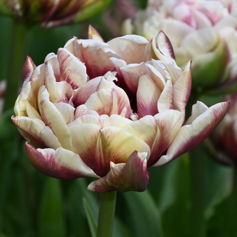 Tulipa 'Wyndham'
