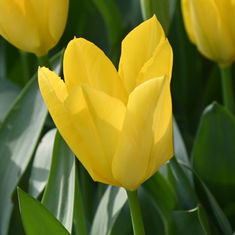 Tulipa 'Yellow Purissima'