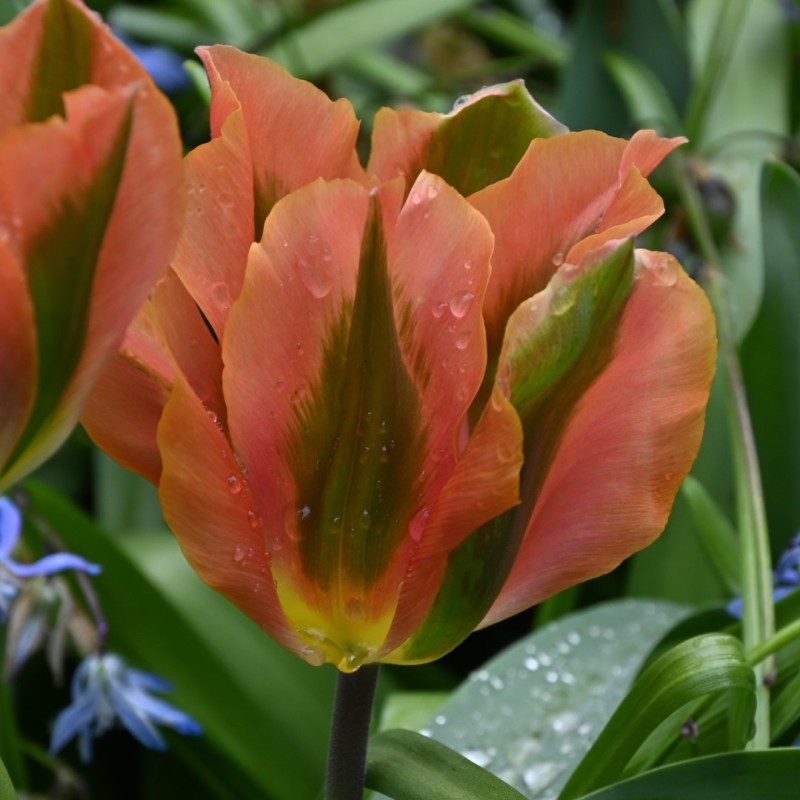 Tulipa 'Artist'