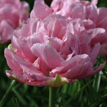 Tulipa 'Aveyron'