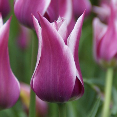 Tulipa 'Ballade'