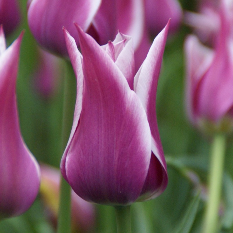 Tulipa 'Ballade'