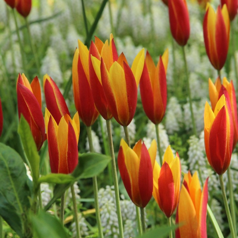 Tulipa clusiana var chrysantha 'Tubergens Gem'
