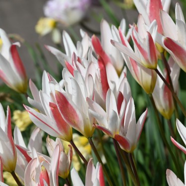 Tulipa clusiana var. stellata