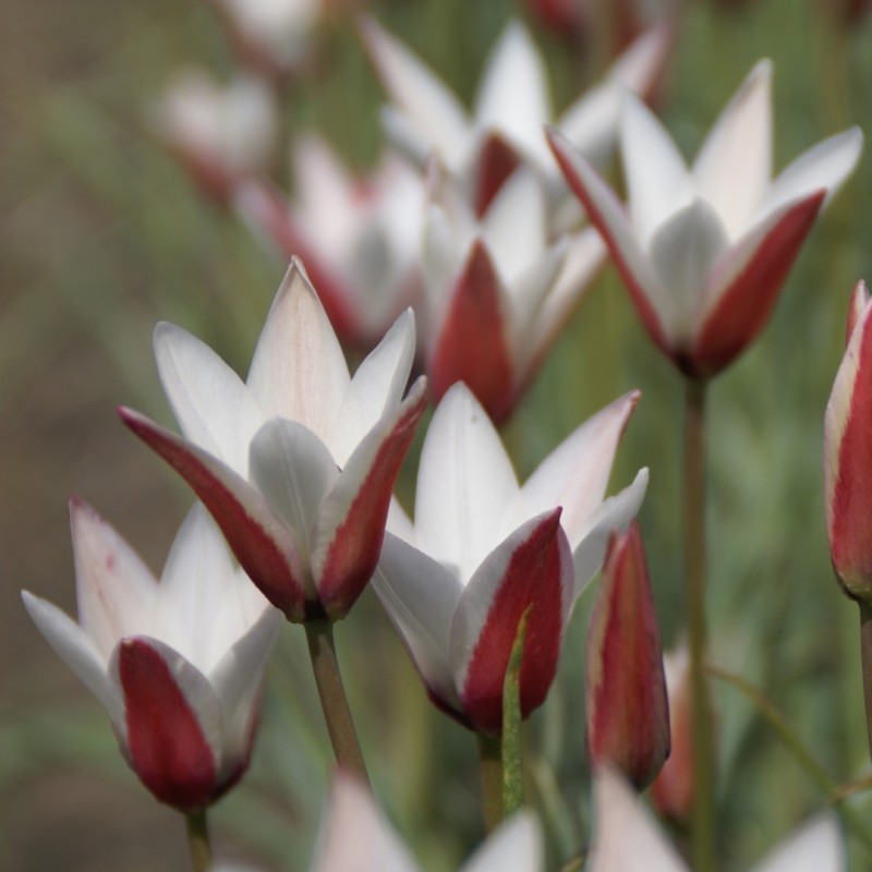 Tulipa clusiana