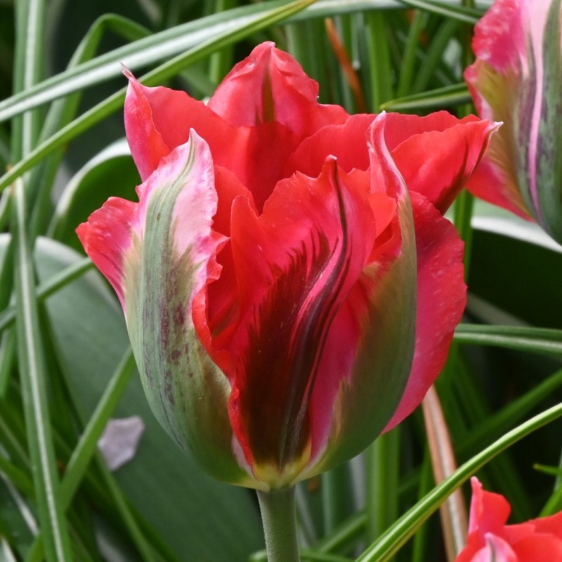 Tulipa 'Esperanto'