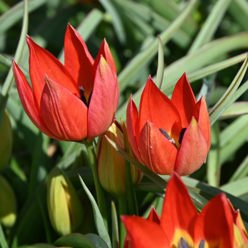 Tulipa hageri