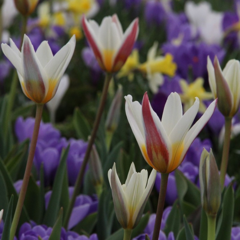 Tulipa 'Ice Stick'
