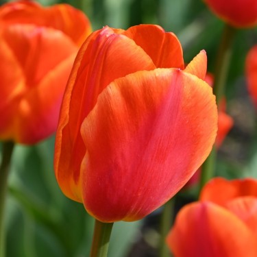 Tulipa 'Koningin Wilhelmina'