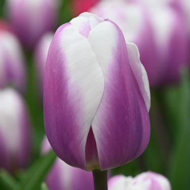 Tulipa 'Librije'