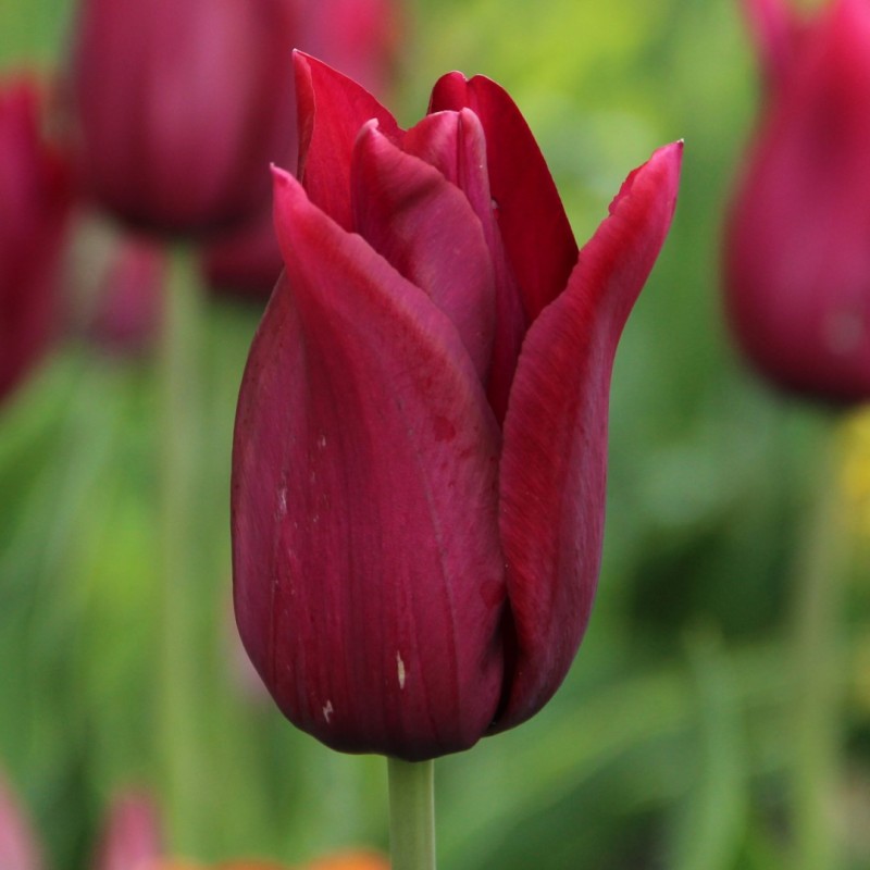 Tulipa 'Merlot'