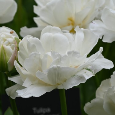 Tulipa 'Mount Tacoma'